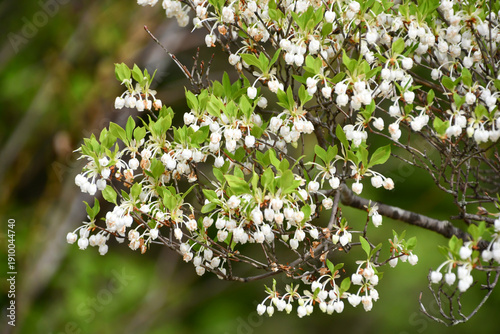 ドウダンツツジ　Enkianthus