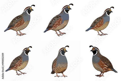 Quail bird illustration set white background