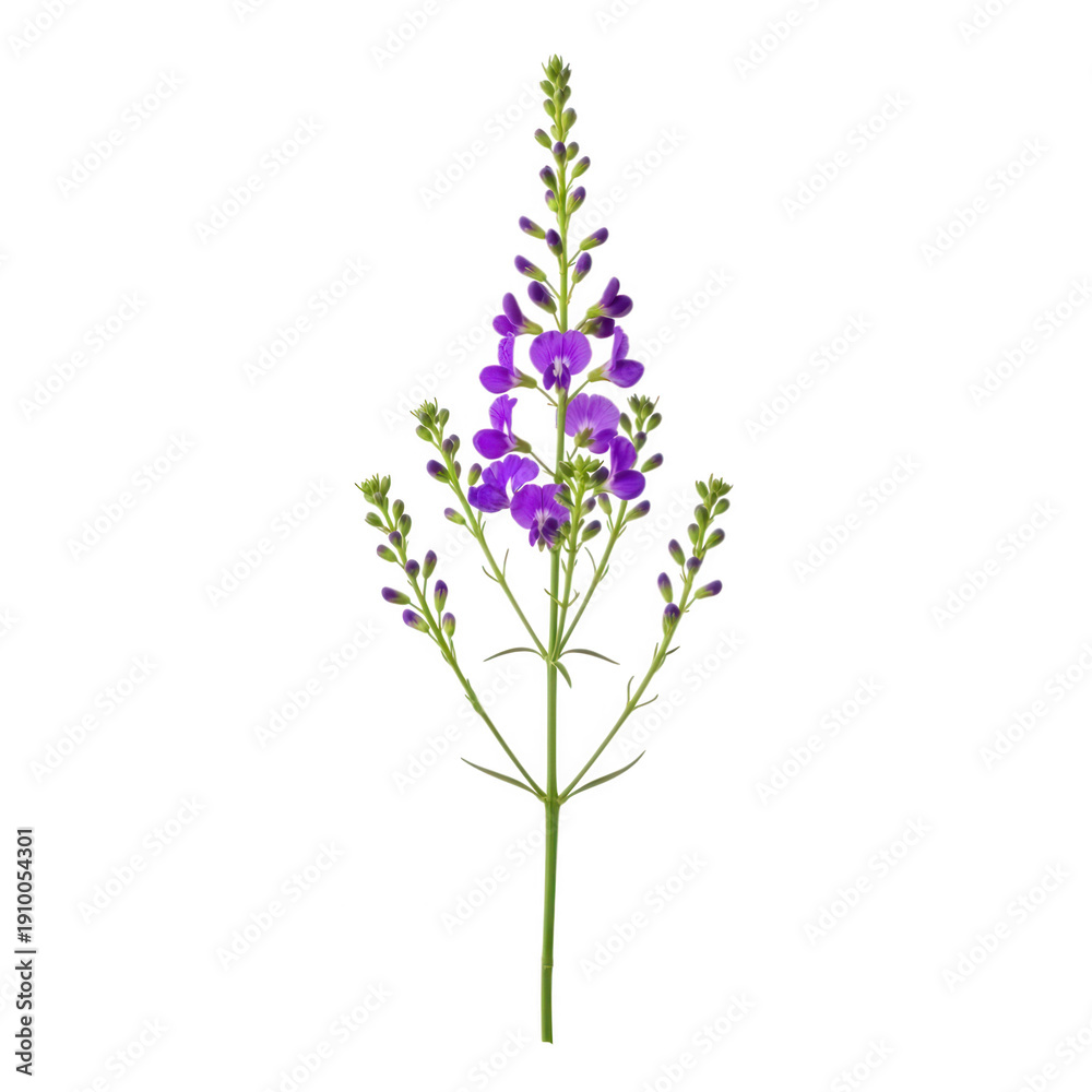 Fototapeta premium A delicate purple flower with tall stem and small leaves blooming in the wild isolated on transparent background