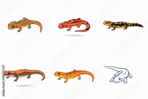 Salamander illustration set on white background