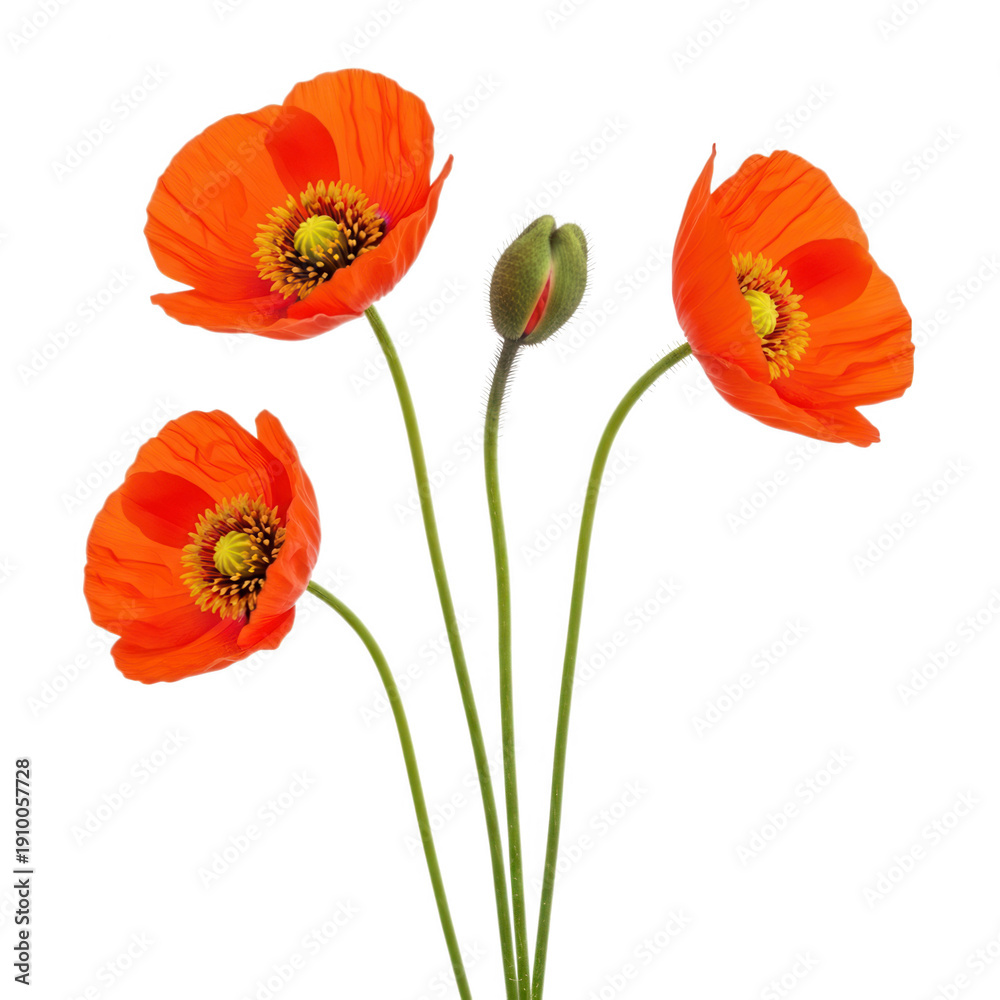 Fototapeta premium Vibrant red poppies with green stems and leaves against a white background isolated on transparent background
