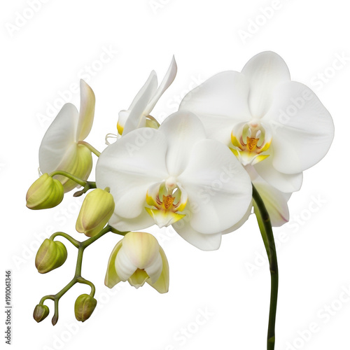 A delicate cluster of white orchids with yellow accents on a stark white background isolated on transparent background