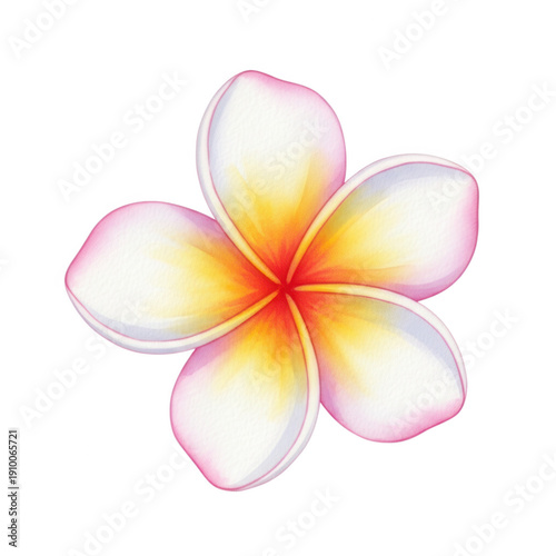 A delicate and vibrant pink and yellow flower with a white center. isolated on transparent background