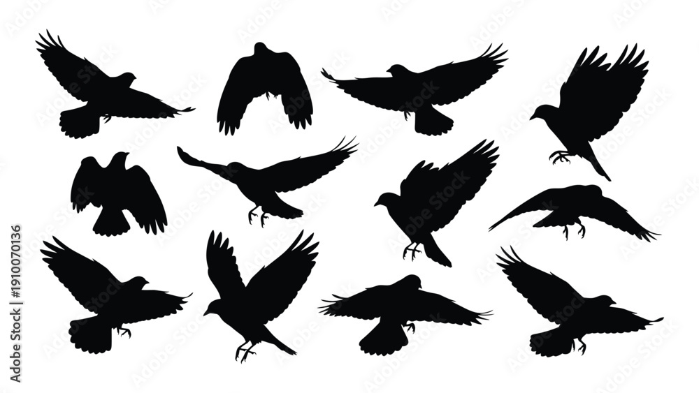 Obraz premium A flock of black birds in various flight positions against a white background isolated on white background, Vector
