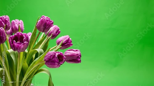 Vibrant purple tulips with fresh water droplets against a bright green