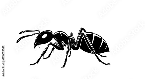 Black and White Ant Illustration.