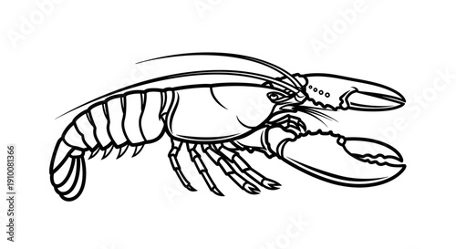 Detailed Black and White Lobster Illustration.