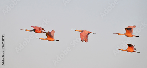 Bild auf Leinwand The flock of Roseate spoonbills (Platalea ajaja) flying in  a blue sky before su