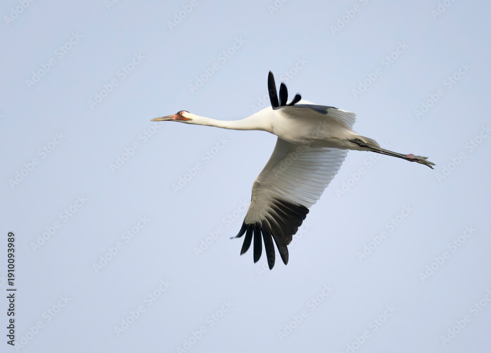 Obraz premium The whooping crane (Grus americana), an endangered crane species, in flight on the blue sky background