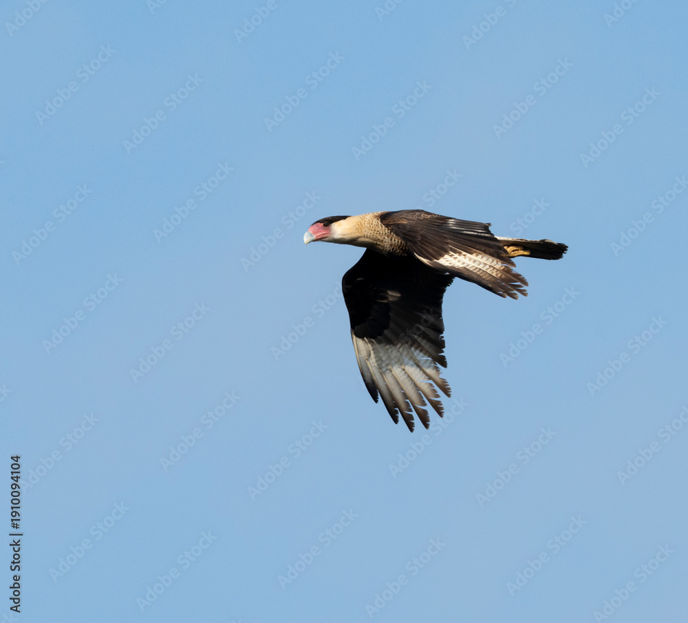 Fototapeta premium Northern crested caracara (Caracara cheriway) flying in the sky