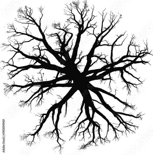 Black silhouette of a spreading leafless tree from a top view perspective with detailed branches isolated on a white background
