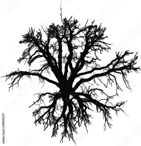 Black silhouette of an intricate leafless winter tree with detailed branches and roots isolated on a white background for graphic design