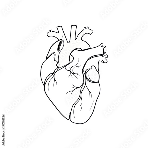 Anatomical Heart Drawing, Medical Illustration, Human Organ Outline