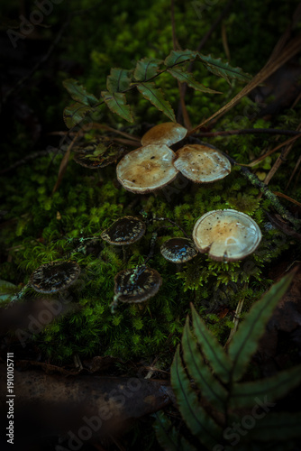Fungi pm wet forest floor in native forest in south island new Zealand Awa Awa track canterbury