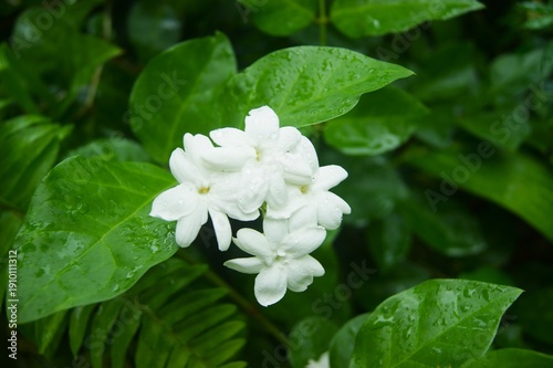 Jasmin d'Arabie - Jasminum sambac
