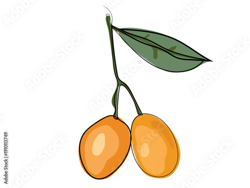 Marian plum in a continuous line drawing format.