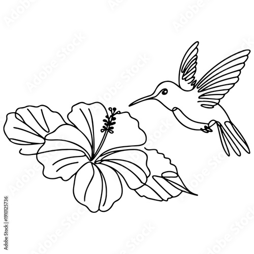 Hummingbird Line Art.
