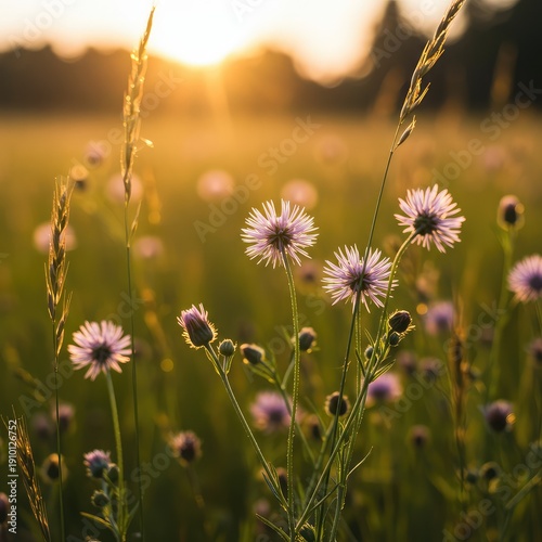 Delicate wildflowers blooming freely in a sunny meadow, symbolizing organic growth, tranquility, and untamed natural beauty ,beauty ,tranquility ,peaceful