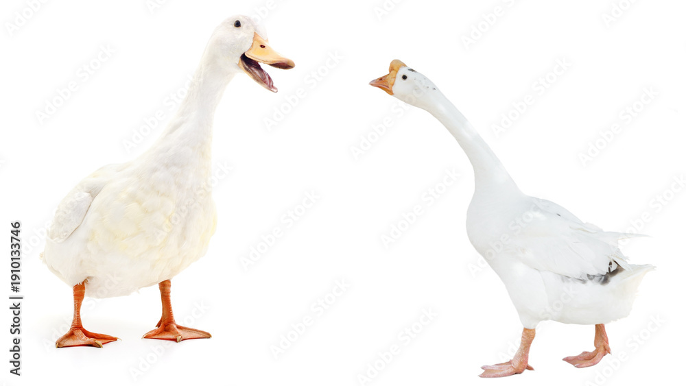 Obraz premium white goose