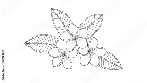 Beautiful line art illustration features a group of plumeria flowers with large detailed leaves in a clean black and white style.