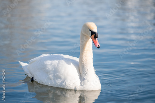 Fotografie Mute Swan swimming on calm cold wintery water