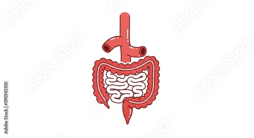 Detailed anatomical illustration of human digestive system with stomach and intestines in red on white background showcasing internal structure and connections