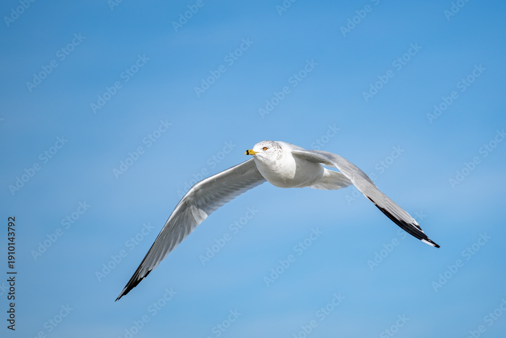 Fototapeta premium Ring-billed Gull soaring through a clear blue sky in mid-flight