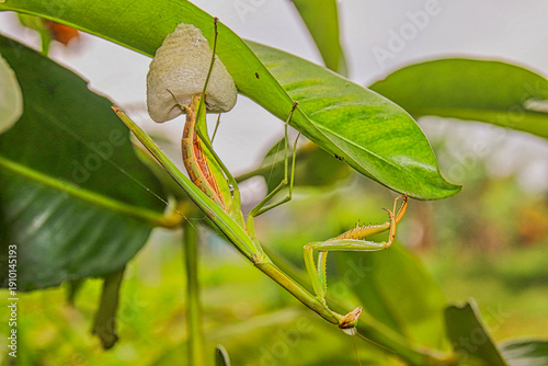 Foto Praying mantis laying eggs under green leaf