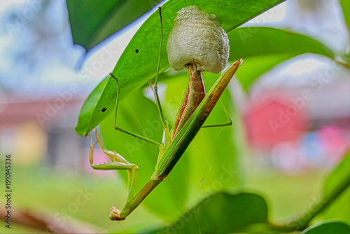 Foto Closeup praying mantis camouflaged and laying eggs on green foliage