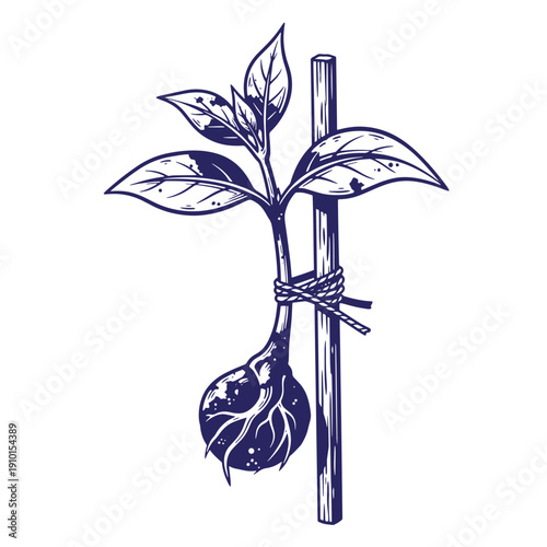 Grunge texture Bulb plant tied to stake with rope and leaves growing  gardening concept with support Vintage Style
