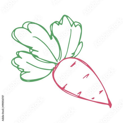 Hand drawn farm radish beet beetroot plant with green leaves Fresh vegetable doodle Healthy eco food Organic garden vegetarian food For design, print, packaging, decor, kids books