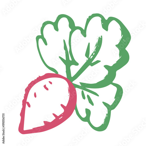 Hand drawn farm radish beet beetroot plant with green leaves Fresh vegetable doodle Healthy eco food Organic garden vegetarian food For design, print, packaging, decor, kids books