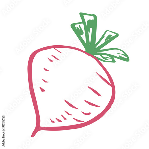 Hand drawn farm radish beet beetroot plant with green leaves Fresh vegetable doodle Healthy eco food Organic garden vegetarian food For design, print, packaging, decor, kids books