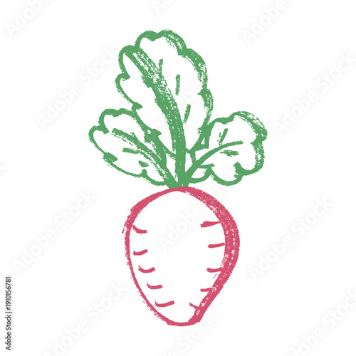 Hand drawn farm radish beet beetroot plant with green leaves Fresh vegetable doodle Healthy eco food Organic garden vegetarian food For design, print, packaging, decor, kids books