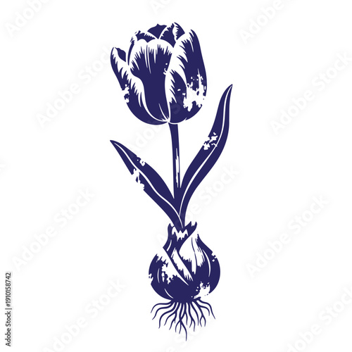 Grunge texture Vintage style illustration of a single blue tulip flower with roots and bulb on white background Vintage Style