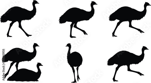 Emu silhouette vector set, walking emu, sitting emu, standing emu, bird posture, wildlife illustration, Australian bird, black shape