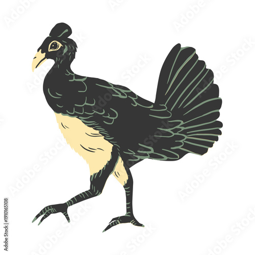 Exotic Tropical Forest Bird Walking, Wildlife Nature Avian Species Illustration on White