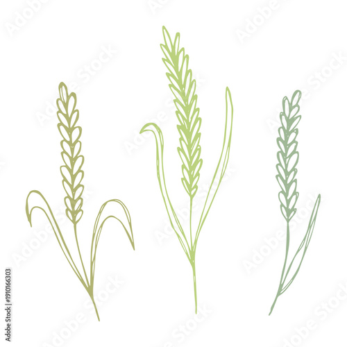 Set of hand drawn cereal wheat oat rye barley rice ears spikelet clipart Organic wheat bread agriculture farming harvest healthy food Single element for design print packaging label decor