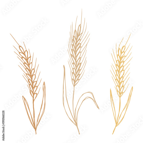 Set of hand drawn cereal wheat oat rye barley rice ears spikelet clipart Organic wheat bread agriculture farming harvest healthy food Single element for design print packaging label decor