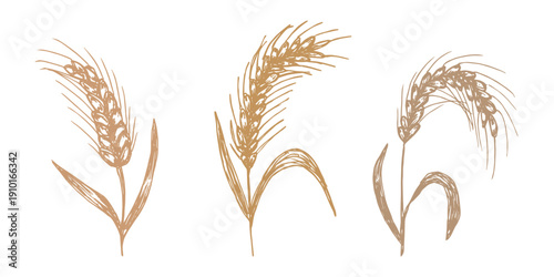 Set of hand drawn cereal wheat oat rye barley rice ears spikelet clipart Organic wheat bread agriculture farming harvest healthy food Single element for design print packaging label decor
