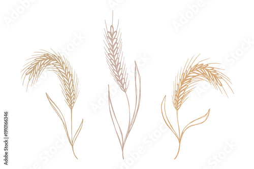 Set of hand drawn cereal wheat oat rye barley rice ears spikelet clipart Organic wheat bread agriculture farming harvest healthy food Single element for design print packaging label decor