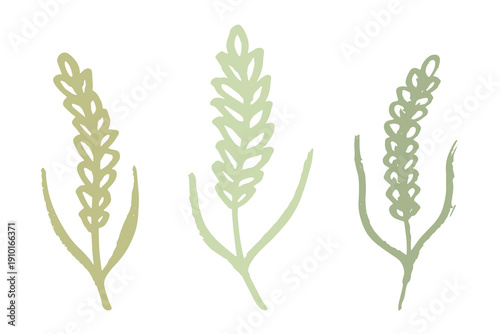 Set of hand drawn cereal wheat oat rye barley rice ears spikelet clipart Organic wheat bread agriculture farming harvest healthy food Single element for design print packaging label decor
