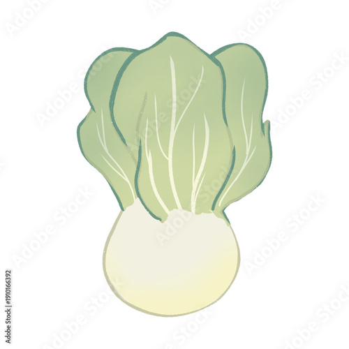 vector illustration of a cabbage