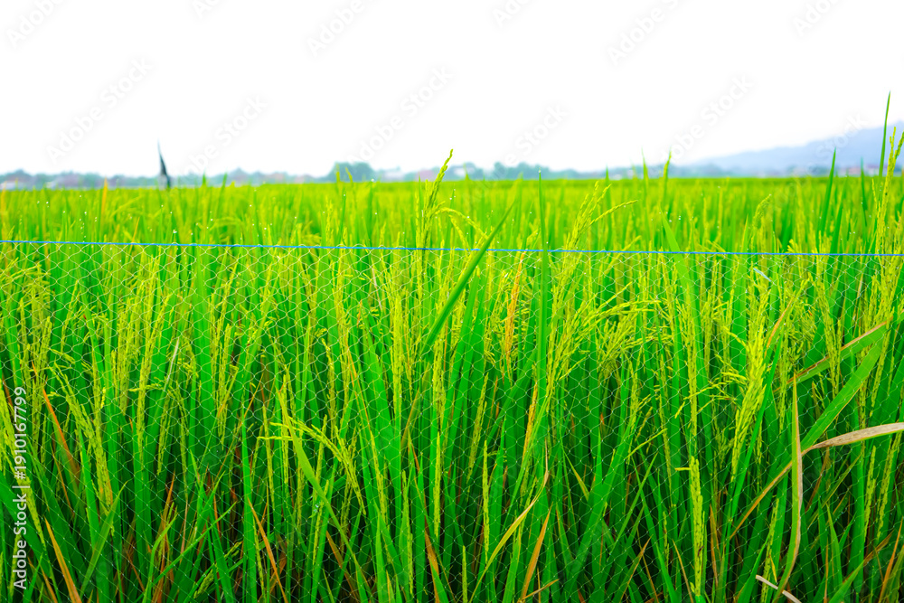Fototapeta premium Lush green rice plants with maturing golden grains stand vibrantly in a sunlit paddy field conveying abundance and natural growth perfect for agriculture food and sustainability concepts.