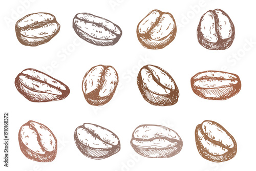 Set of hand drawn fresh roasted coffee bean Arabica robusta seed doodle Single element for design print packaging label decor