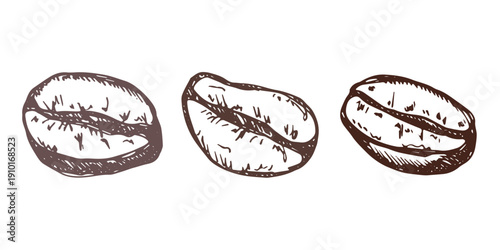 Set of hand drawn fresh roasted coffee bean Arabica robusta seed doodle Single element for design print packaging label decor