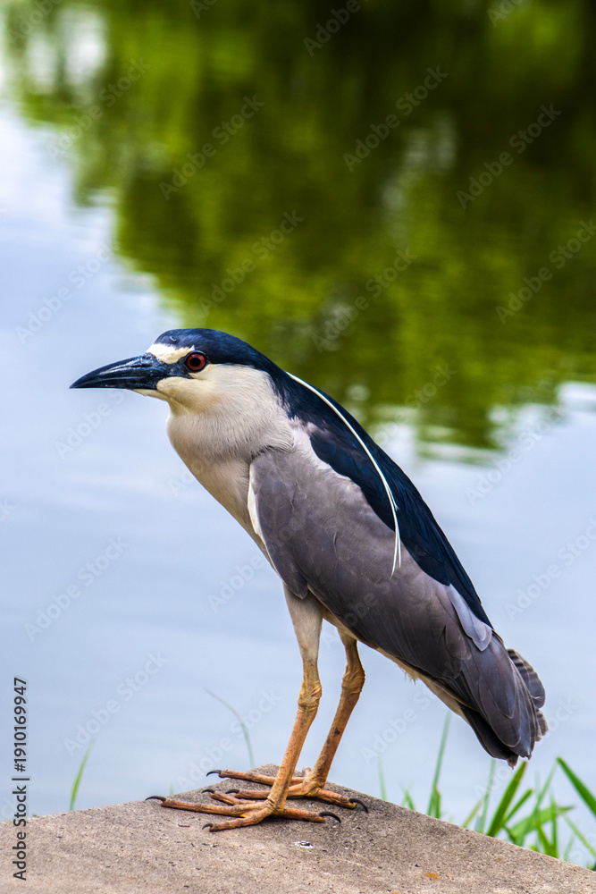 Fototapeta premium A Black-crowned Night-Heron (Nycticorax nycticorax) stands on a grassy bank. This nocturnal bird, with its striking black, white, and grey plumage, is a common sight in wetlands worldwide.