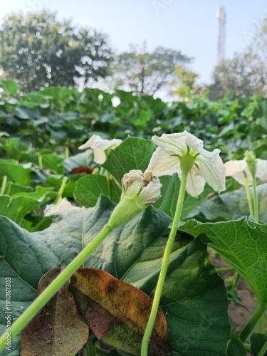 White Gourd Flower Blooming in Green Field Close-up with Natural Light by Illustrator