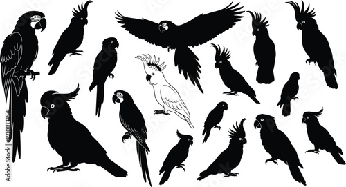 Collection of parrot and cockatoo silhouettes in various poses isolated on white background, tropical bird wildlife vector illustration set for nature and design projects