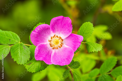 Blooming rosehip flower, beautiful pink flower on a bush branch. Beautiful natural background of blooming greenery.